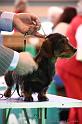 Crufts2011_2 1245